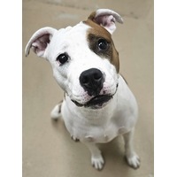 adopt-pet