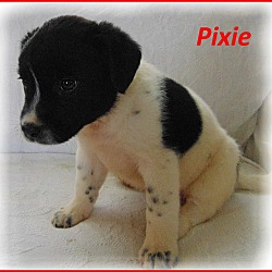 Thumbnail photo of Pixie-Adoption Pending #2