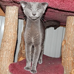 Thumbnail photo of LAPIS - LOVELY RUSSIAN BLUE #3