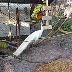 Thumbnail photo of White Peacock #2
