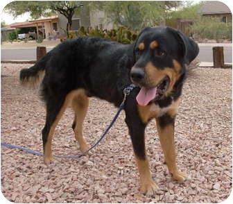 great pyrenees rottweiler
