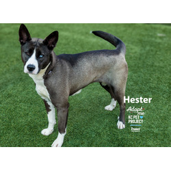 Thumbnail photo of Hester #2