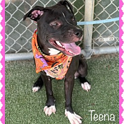 Thumbnail photo of TEENA #4