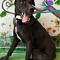 adopt a pet