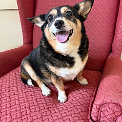 Mt Sterling, KY - Chihuahua. Meet Bella a Pet for Adoption - AdoptaPet.com