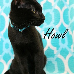 Thumbnail photo of Howl #1