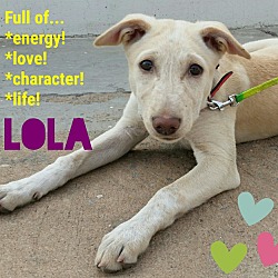 Thumbnail photo of Lola*Indian Pariah Dog* #2