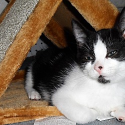 Thumbnail photo of thadeus kitten #4