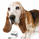 Basset Hound Puppies - Basset Hound Rescue and Adoption