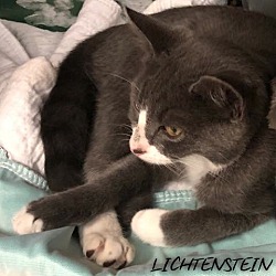 Photo of Lichtenstein