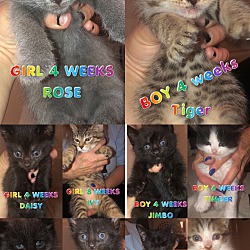 Thumbnail photo of Various Kittens #3
