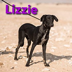 Thumbnail photo of Lizzie #3