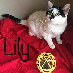 Thumbnail photo of Lily #1