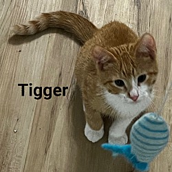 Photo of TIGGER