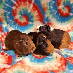 Thumbnail photo of Hershey & Toffee & Reese #2