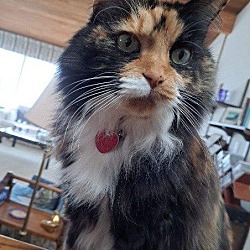 Photo of PRINCESS - 12 yr. old Calico nds a quiet home