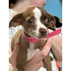 Photo of Penny - AVAILABLE