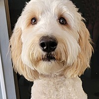 adopt-pet