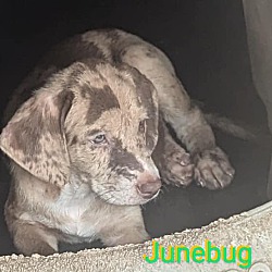 Thumbnail photo of Junebug Newberry #2