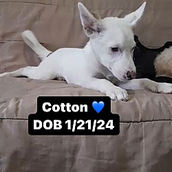 Thumbnail photo of Cotton #1