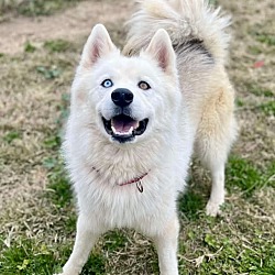 bonded pet photo