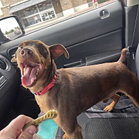 adopt a pet