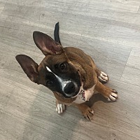 adopt a pet
