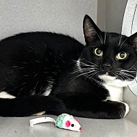 adopt a pet