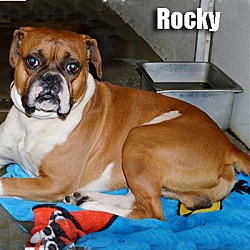 Thumbnail photo of Rocky #2