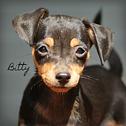 Thumbnail photo of Bitty~adopted! #1