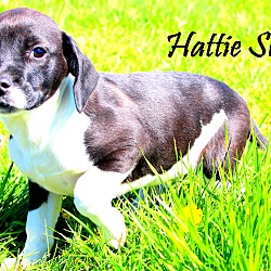 Thumbnail photo of Hattie Sue~meet me! #2