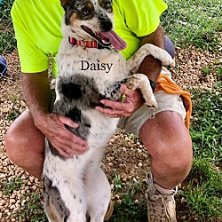 Thumbnail photo of Daisy #2