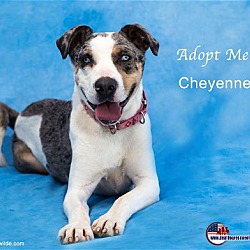 Thumbnail photo of Cheyenne #2