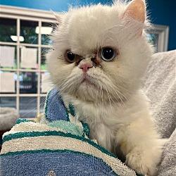 Photo of Victor