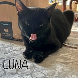 Thumbnail photo of Luna #4