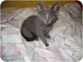 blue kittens for adoption