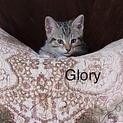 Thumbnail photo of Glory #2