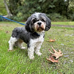 Thumbnail photo of Charlie a senior Havanese #1