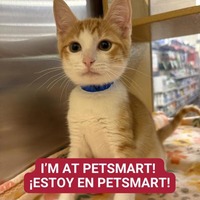 adopt a pet
