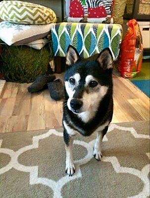 St Paul Mn Shiba Inu Meet Tosha A Pet For Adoption