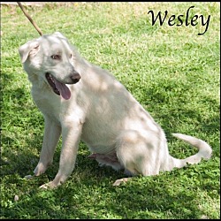 Thumbnail photo of Wesley #2