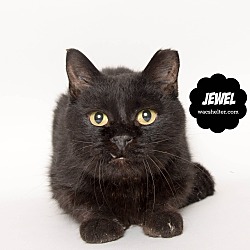 Thumbnail photo of Jewel (a SENIOR)!! #3
