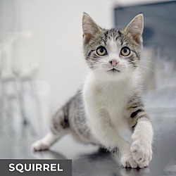 Thumbnail photo of Squirrel #2