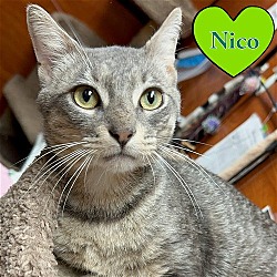 Thumbnail photo of Nico #2