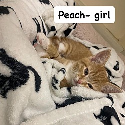 Thumbnail photo of Peach #1