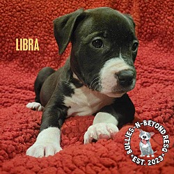 Photo of Zodiac Litter: Libra