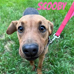 Thumbnail photo of SCOOBY #1