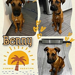 Thumbnail photo of Benny #2