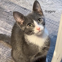 Thumbnail photo of Gregory #3