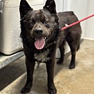 Adopt A Pet :: Ravi - Lancaster, OH